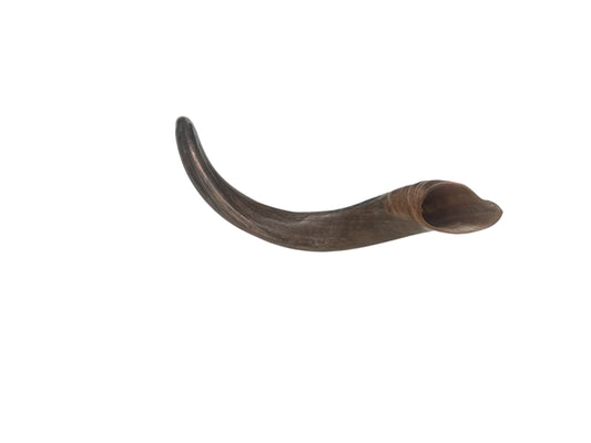 Lion of Judah Shofar | Engraved Kudu Shofar with Lion Emblem | Traditional Rosh Hashanah Ceremonial Shofar