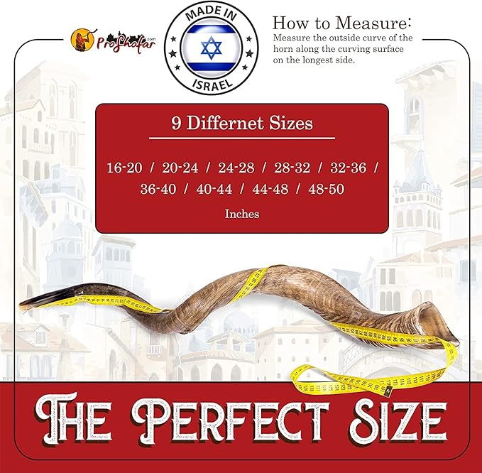 Kudu shofar size comparison