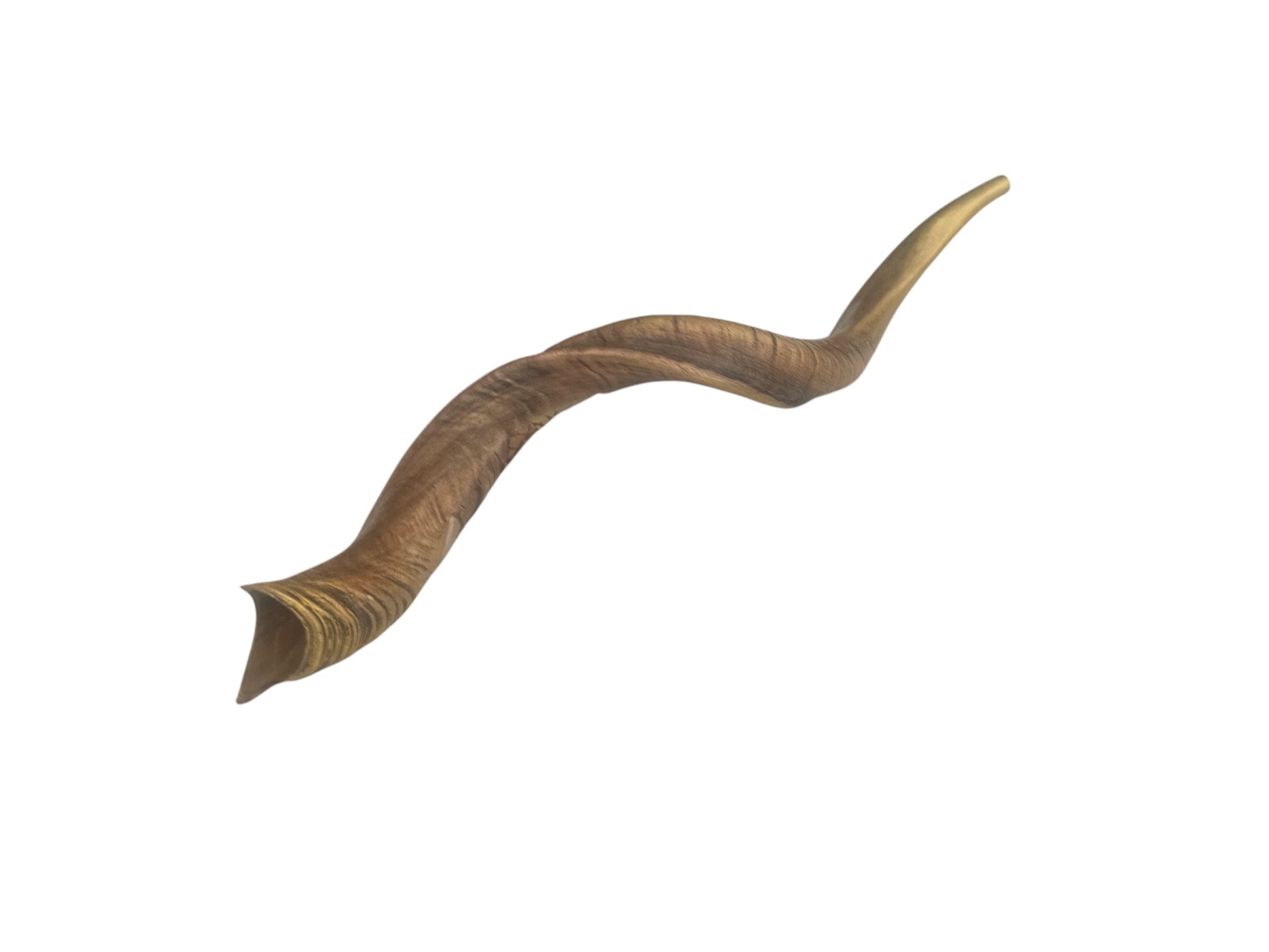 Full length view of natural Yemenite ceremonial kudu shofar